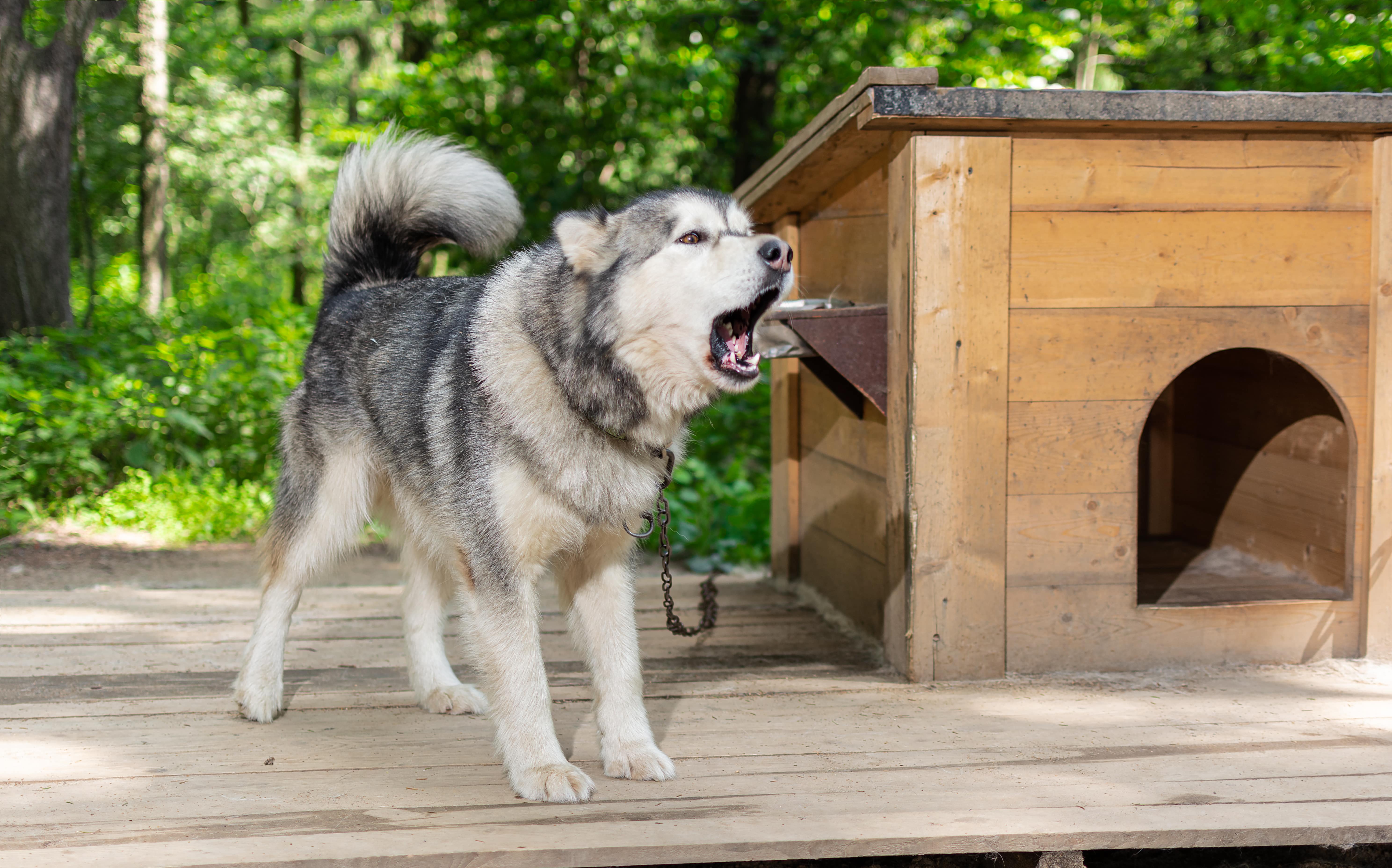 Dog barking while chained to wooden doghouse 